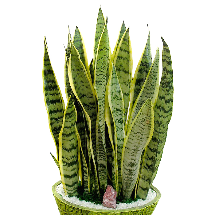 산세베리아 B형